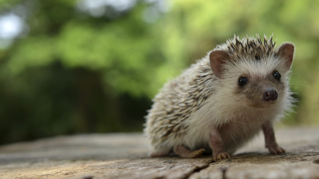 Illustration for article titled These Hedgehogs Are Fine, But Might We Suggest Some Hedgehogs For The More Discerning Visitor?